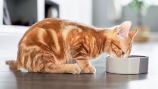 실내에 앉아 밥그릇에 담긴 사료를 먹는 암갈색 새끼 고양이